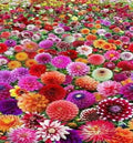 Chenistory DZDP842 Flowers E Canvas Custom 5D Full Drill Rhinestone Mosaic Diy 5D Diamond Painting Kit square Drill Cross Stitch