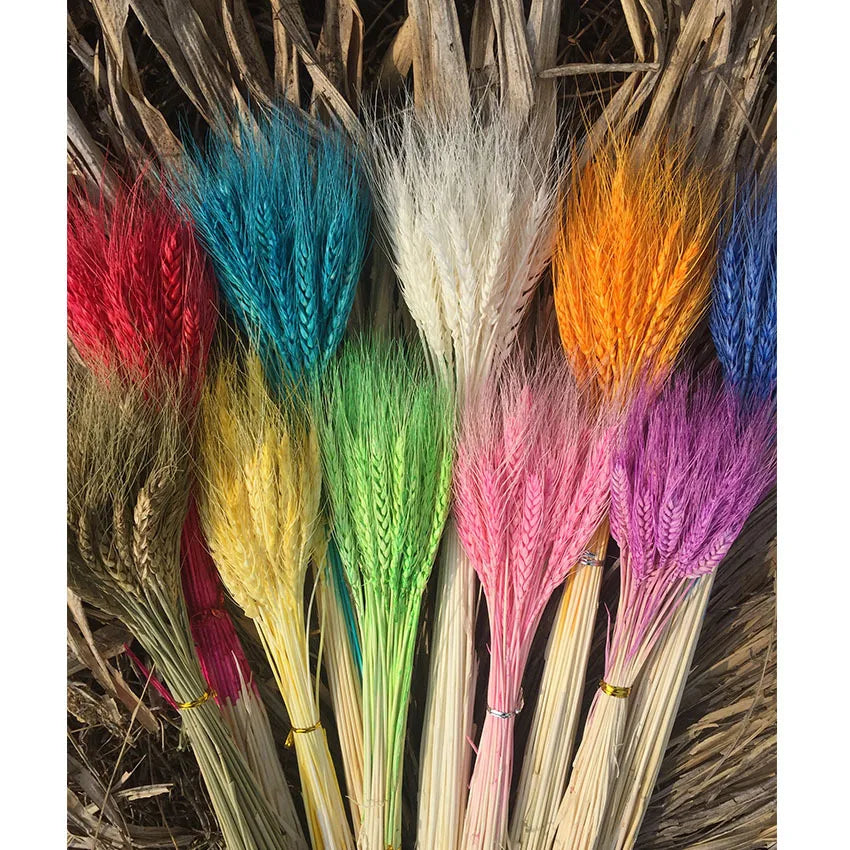 H05160 Dried Flower Natural Lagurus Dry Wheat Grass for Decoration