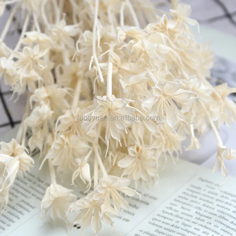 SZ04157  Hot Selling Dry Flowers DIY Arrangement Dried Preserved Plants Preserved Dried Octagon Flower Bouquet
