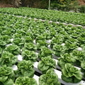 NFT Hydroponic System Gutter for Strawberry and Greenhouse Vertical Growing Systems PVC GUTTER for Hydroponic Use