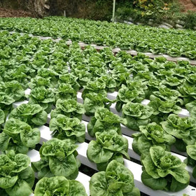 NFT Hydroponic System Gutter for Strawberry and Greenhouse Vertical Growing Systems PVC GUTTER for Hydroponic Use