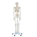 Medical Science Human 180CM Tall Anatomy Skeleton Model