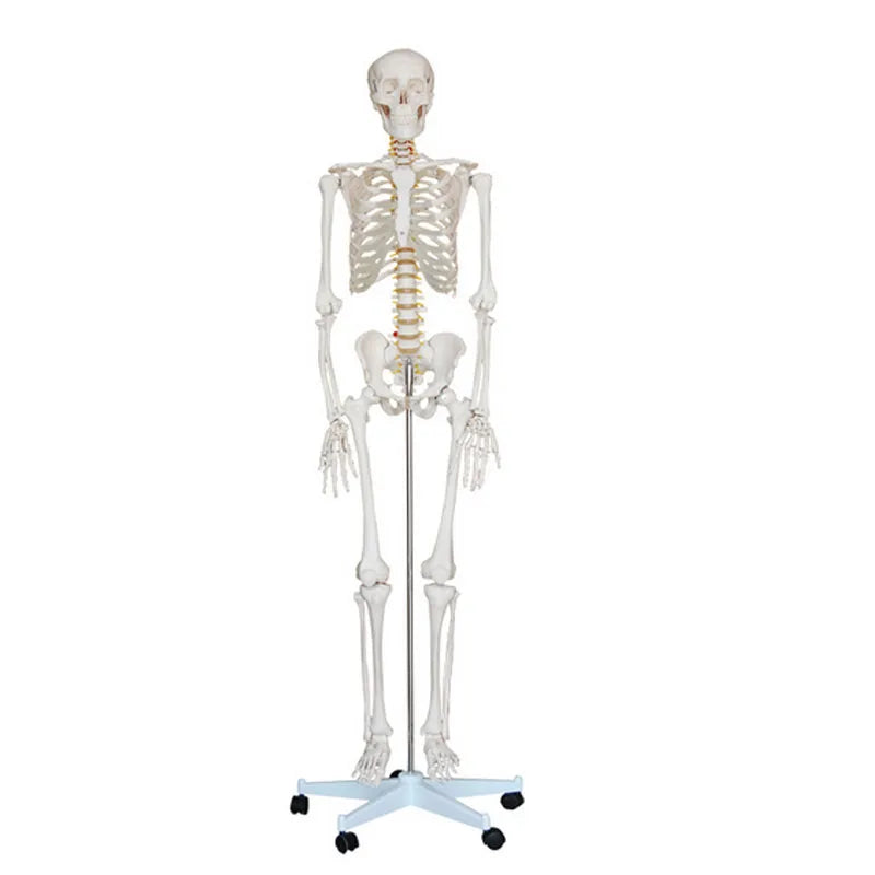 Medical Science Human 180CM Tall Anatomy Skeleton Model