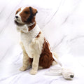 2024 Manufacturers UK Adjustable Luxury Teddy Dog Harness Custom Designer Puppy Wholesale Pet Harness Set Winter Dog Harness
