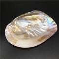 13-15cm Natural Freshwater Pearl Oyster Shell Mussel Mother of the Pearls for DIY Jewelry Making Crafts