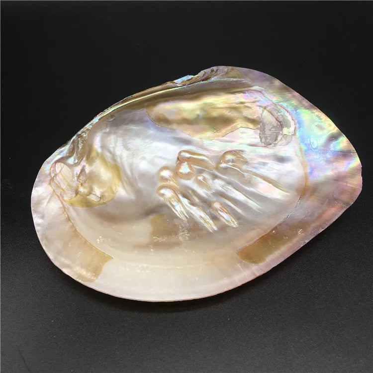 13-15cm Natural Freshwater Pearl Oyster Shell Mussel Mother of the Pearls for DIY Jewelry Making Crafts