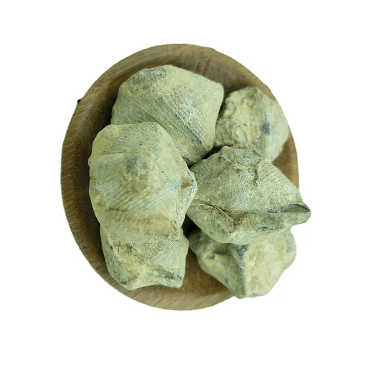 Shi Yan Zi Herbal Cyrtospirifer Sinensis Fossil Shell of Spirifer Fossilia Spiriferis for Sale