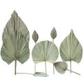 M71 Centerpiece Decor Dried Floral Arrangement Tropical Pink White Natural Small Tall Palm Spear Leaves Flower Dried Palm Leaves