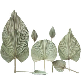 M71 Centerpiece Decor Dried Floral Arrangement Tropical Pink White Natural Small Tall Palm Spear Leaves Flower Dried Palm Leaves