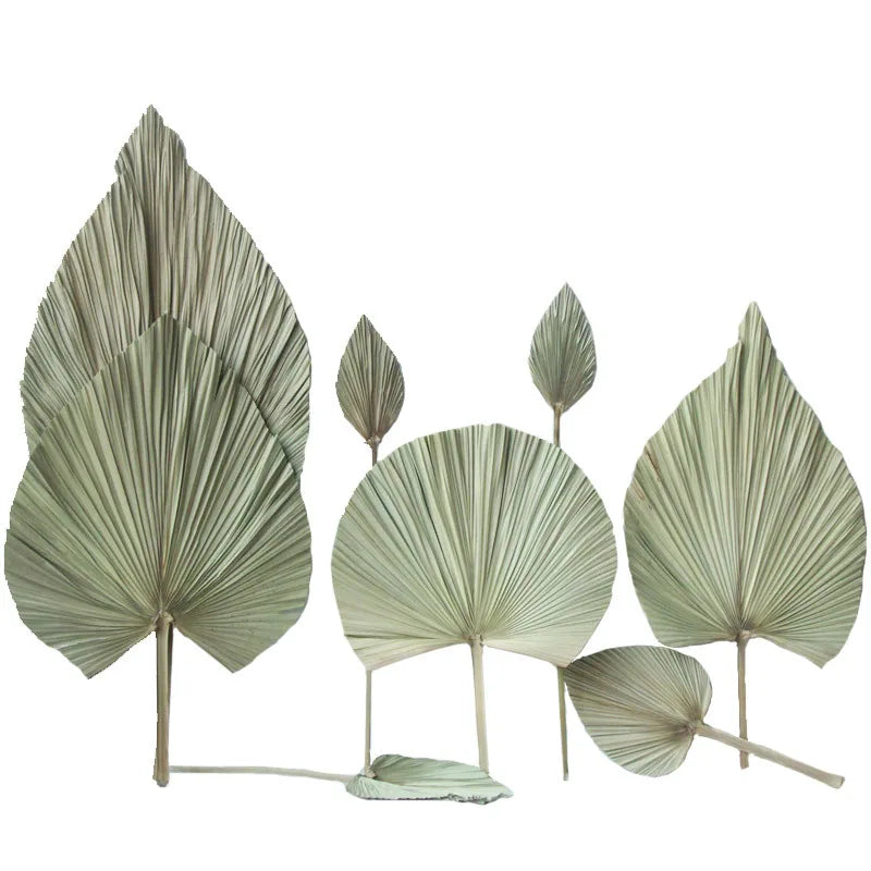 M71 Centerpiece Decor Dried Floral Arrangement Tropical Pink White Natural Small Tall Palm Spear Leaves Flower Dried Palm Leaves