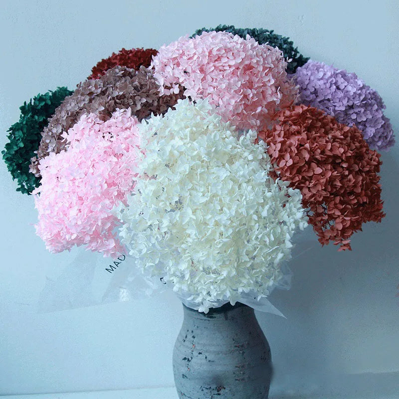 Immortal Flower Big Leaf Hydrangea Single Spot Dried Flower Anna Hydrangea Small Leaf Hydrangea Dried Flower
