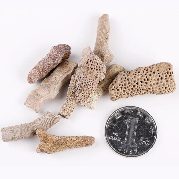 Corals Fossils for Collection Kids Education Coral Fossil Specimens Wholesale Natural Love Gemstone Folk Art JSY Jewelry 1kg