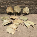 Long-lasting Preservation of Palm Leaf Pufan Leaf Tropical Leaf Factory Wholesale Home Decoration
