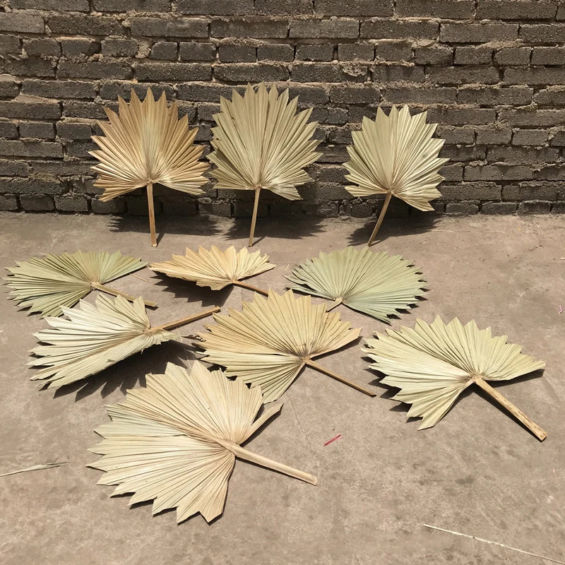 Long-lasting Preservation of Palm Leaf Pufan Leaf Tropical Leaf Factory Wholesale Home Decoration