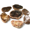 Wholesale Natural Fossil Wood  Hand Crafted  Healing Energy Slice for Home Decoration_XCG