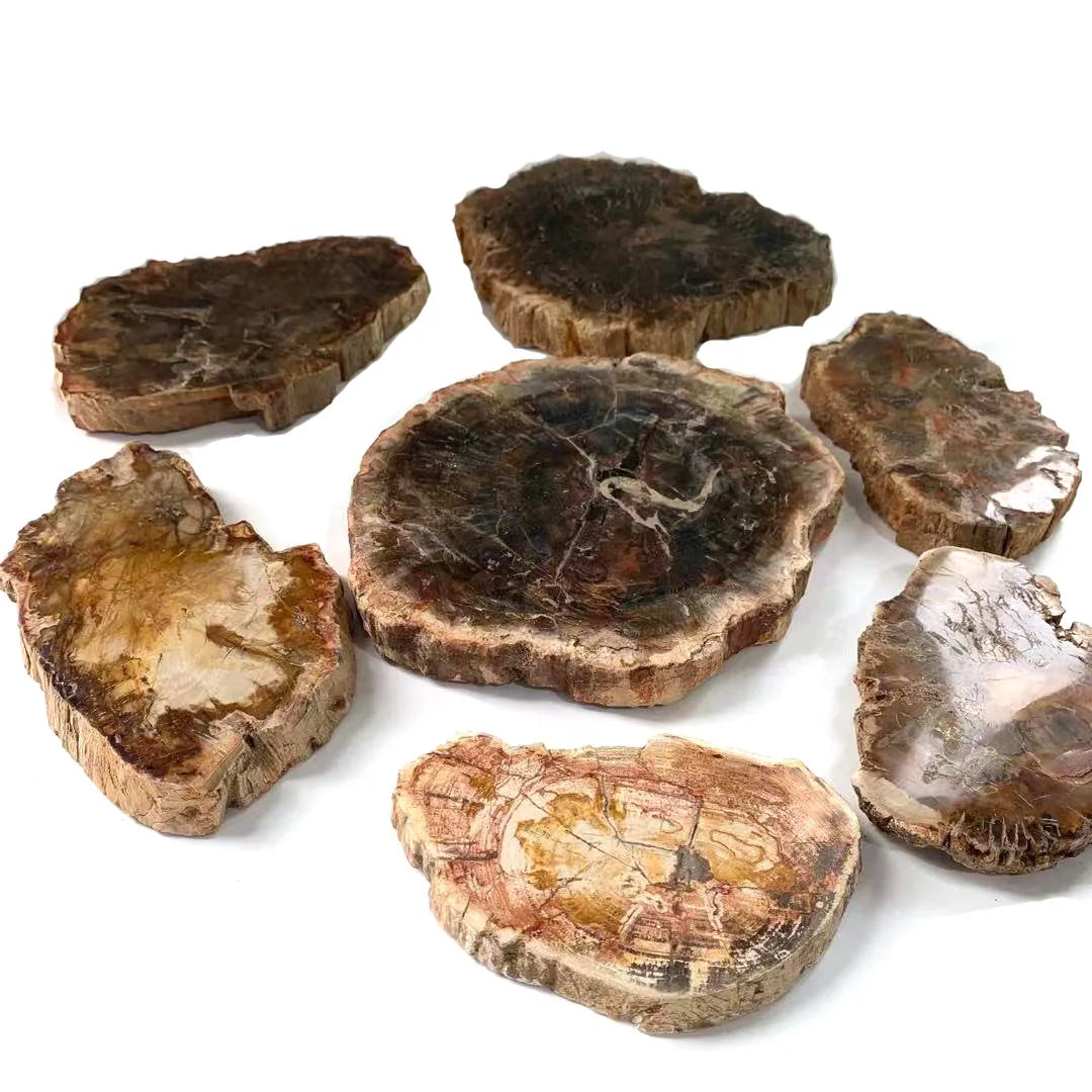 Wholesale Natural Fossil Wood  Hand Crafted  Healing Energy Slice for Home Decoration_XCG