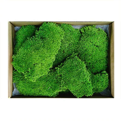 D051 Natural Preserved Moss Wall Panel Indoor Decorative Stabilized Preserved Pole Moss for Home Office Decoration