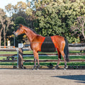 Zenjoy TLHORSE 005 Equine Horse Red Light Therapy 660nm/850nm Pad Blanket Built-in Battery Pulse Timer for Horse Pain Relief