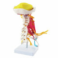 Cervical Spine Model  Cervical Vertebra Model Human Skeleton Model for Medical Science Teaching