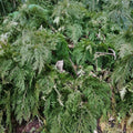 Wholesale Dried Herb of Moellendorfs Spikemoss for Sale