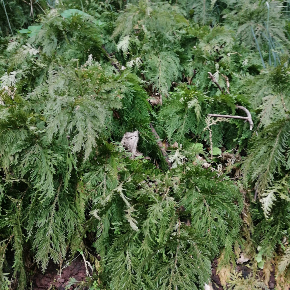 Wholesale Dried Herb of Moellendorfs Spikemoss for Sale