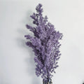 Immortal Asparagus Myriocladus Cedar Embroidered Ball Pine Preserved Flowers & Plants Home Wedding Christmas Scene Decoration