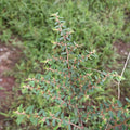 New Euphorbia Maculata Dried HERBA EUPHORBIAE HUMIFUSAE for Herb
