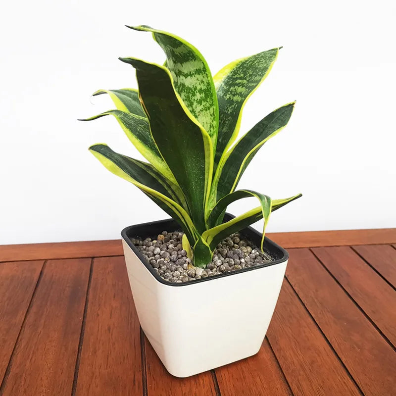Hot Sell Mini Planter Series Automatic Water Absorbing  Decorations and Nordic Home Decor Home Flower Pot