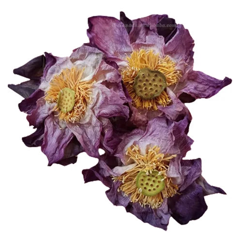 Xanadu Handmade Blooming Sacred Pink Nelumbo Nucifera Lotus Beautiful Flowers Tea Water Lily He Hua Direct Factory Supply