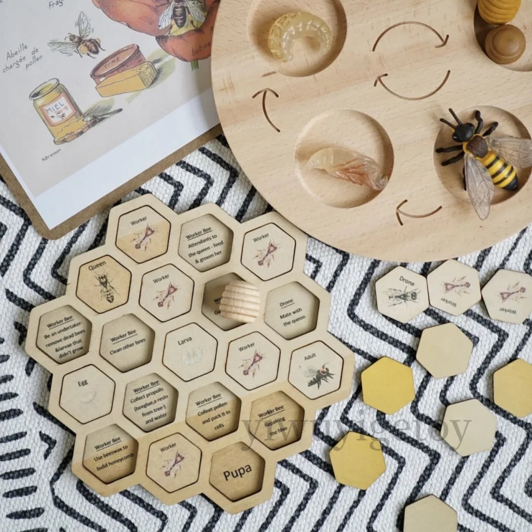 Honey Bee Puzzle Honeycomb Life Cycle Learning Kit Types of Bees Unit Study Montessori Toys Waldorf Wooden Toys for Kids