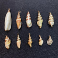 2022 Shell Pendant Natural Conch Pendant Sea Shell Conch for Home Wedding Party Decorations