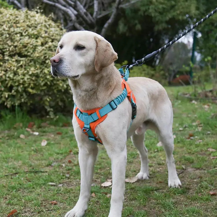 Maychan New Lightweight Pet Dog Safety Harness Adjustable Soft Padded Dog Harness No Pull Dog Harness