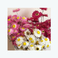 Nordic Style Simple Natural Dried Flowers and Plants Daisy Colorful Chrysanthemum Flower for Home Decoration