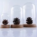 Classic Round 5*7cm Glass Dome Wood Cork Base Luxury New MM Model MM001CD Contemporary Home Decor for Anniversary Art Deco Style