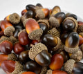 Realistic Fake Acorn Prop Display Simulate Acorn Model Decoration