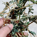 Ze qi Wild Traditional Herb Euphorbia Helioscopia Aboveground Part for Sale