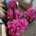 Low Price U-3106 Wedding Decoration Artificial Hanging Flower Silk Bougainvillea Triangle Plum