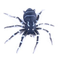Hengjia 8CM 7G Soft Artificial Cricket Spider Fishing Lure Silicone Tackle for River Lake and Stream Fishing