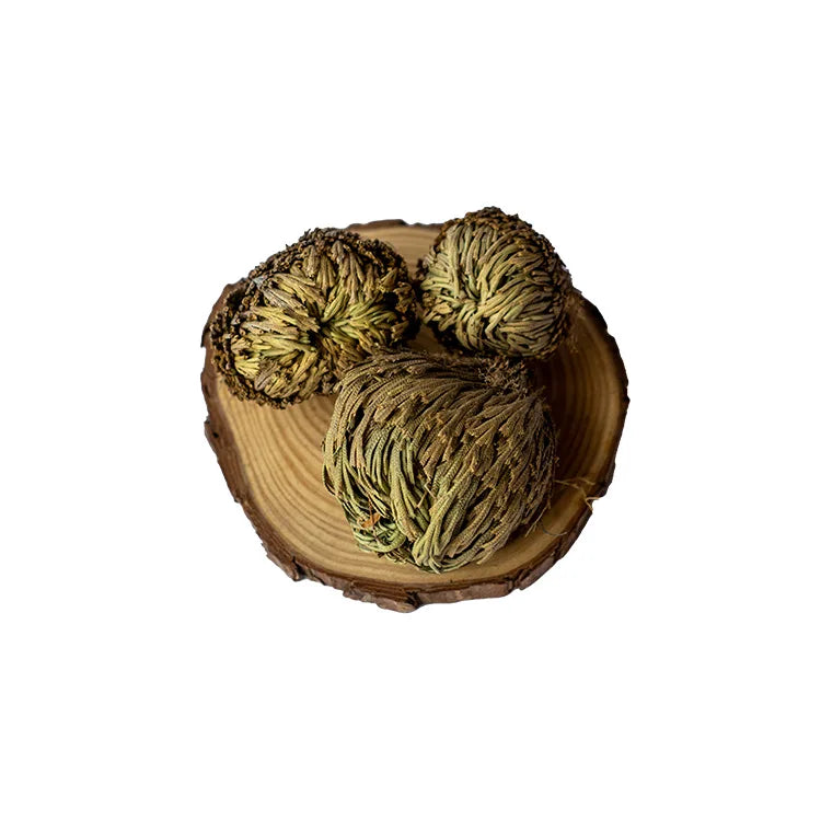 BULK Selaginella Pulvinata Dried Whole Selaginella Pulvinata Plants for Sale