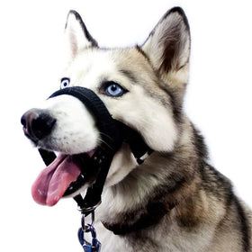 Wholesale New Style Dog Mouth Rope Muzzle Pet Dog Muzzle Training with Nose Ring Riot-proof Pull Dog Traction Rope