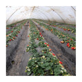 Nonwoven Agricultural Non Woven Fabric Roll PP Non-Woven Fabric for Cover Plants