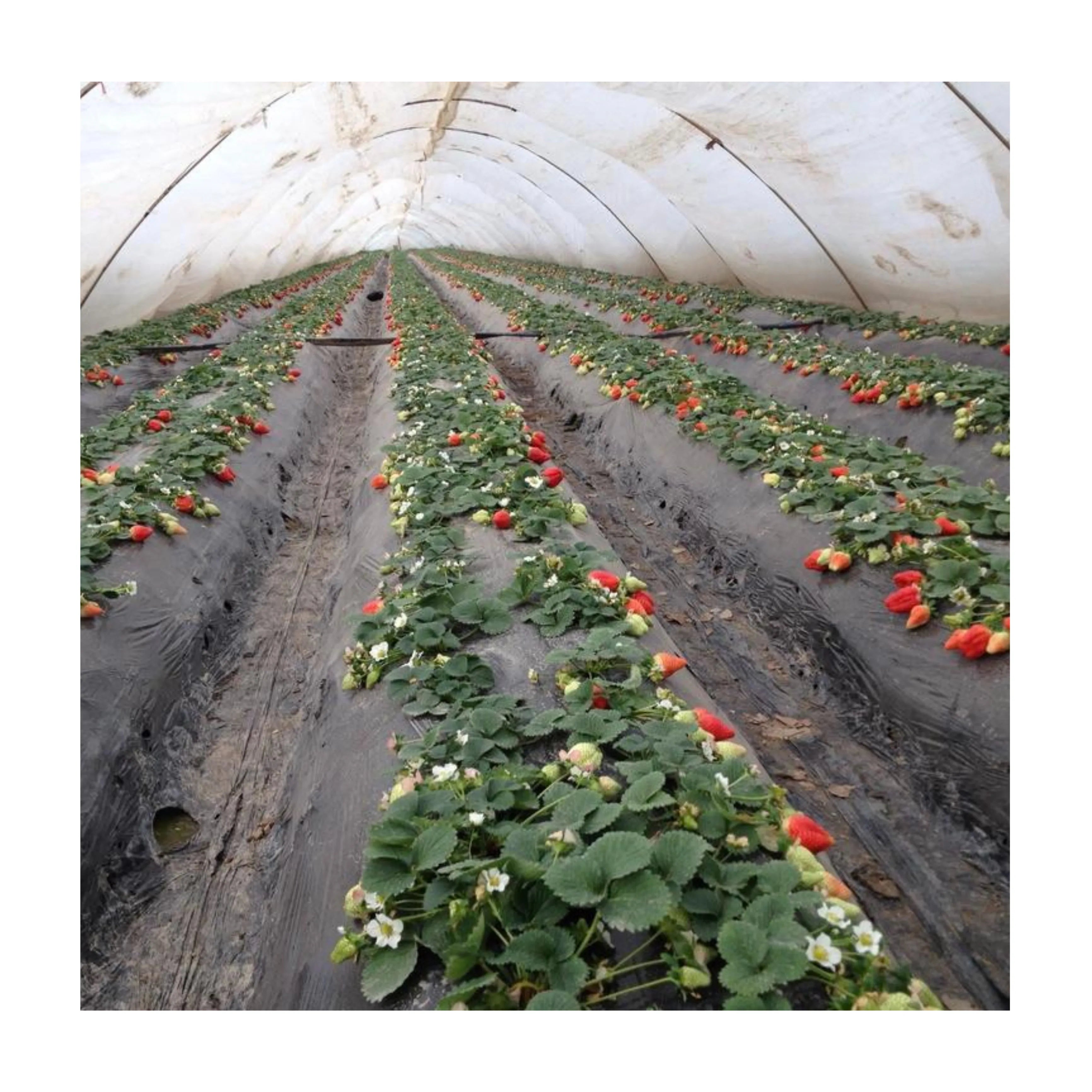 Nonwoven Agricultural Non Woven Fabric Roll PP Non-Woven Fabric for Cover Plants