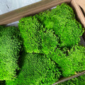 Zante Leucobryum Glaucum Round Wall Decorative Natural Real 3D Preserved Moss Ball 0.16 Sqm Long-Lasting 3-5 Years