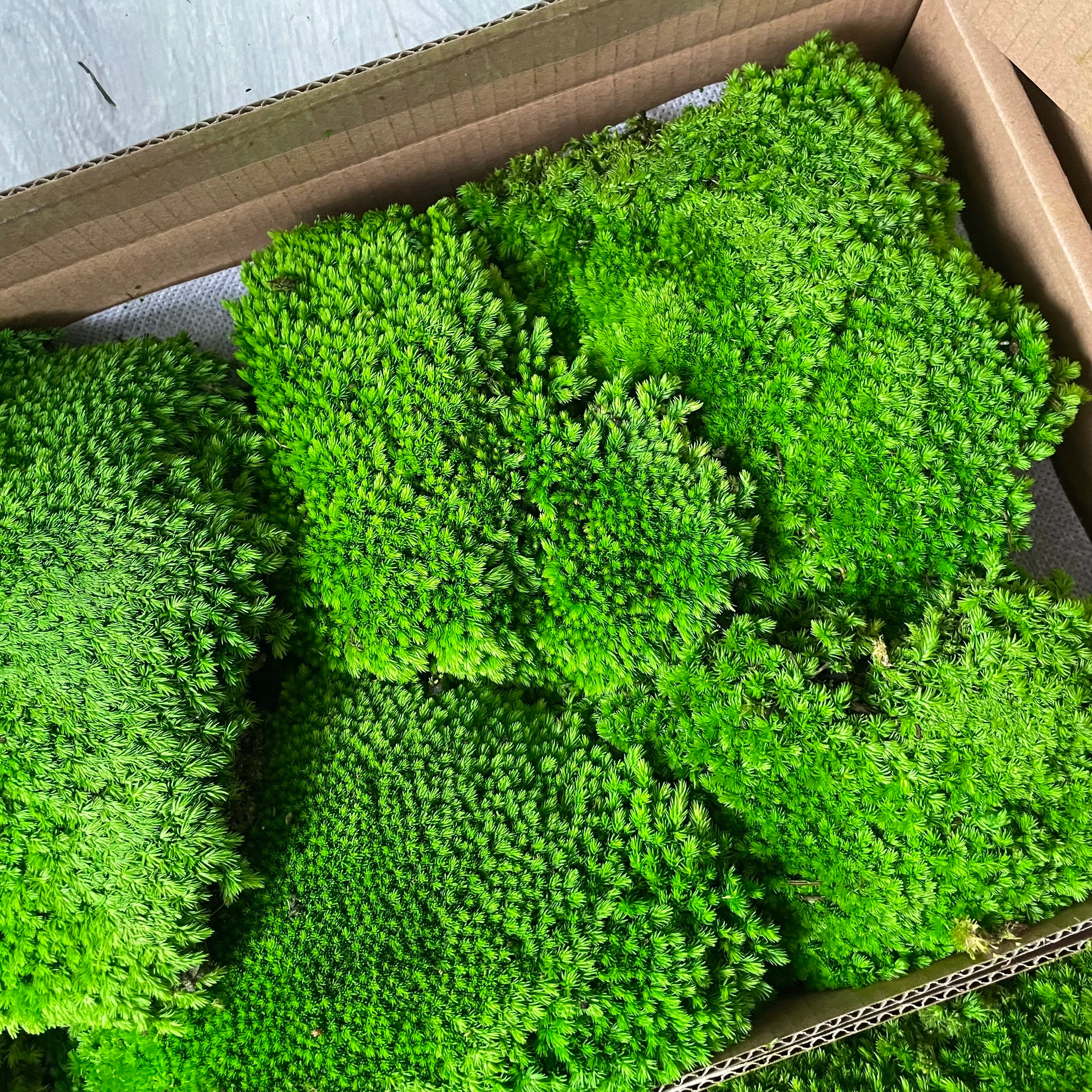 Zante Leucobryum Glaucum Round Wall Decorative Natural Real 3D Preserved Moss Ball 0.16 Sqm Long-Lasting 3-5 Years