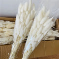 F-1783 Eco-Friendly Long-Lasting White Dried Lagurus Ovatus Rabbit Tail Grass for Mother's Day and Wedding Decorations