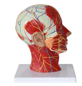 Medical Science Human Head Model Superficial Skull with Muscle and Neurovascular Features