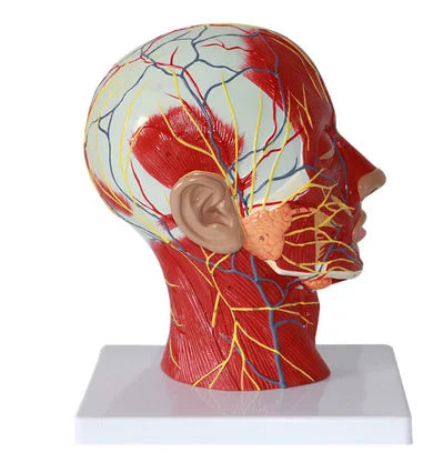 Medical Science Human Head Model Superficial Skull with Muscle and Neurovascular Features