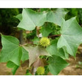 Dried Formosa Sweet Gum Leaf of Beautiful Sweetgum Liquidambar Formosana Leaves