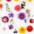 A-1054 Pressed Flowers Real Dried Petals Preserved Single Small Daisy Rose Hydrangea Flowers