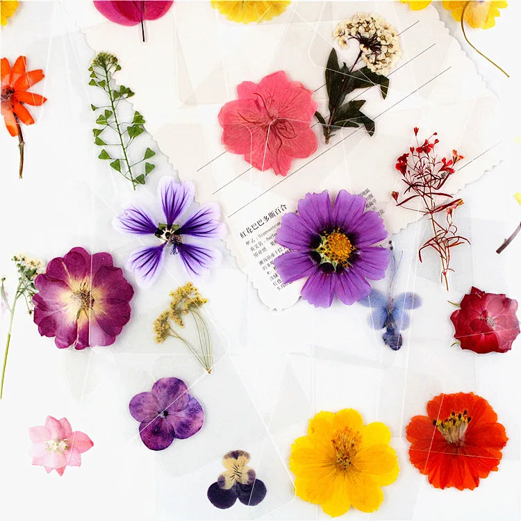 A-1054 Pressed Flowers Real Dried Petals Preserved Single Small Daisy Rose Hydrangea Flowers